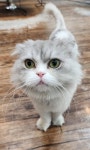 고양이를 찾습니다, 기타묘종, 폴드믹스, 수컷, 6살, 경기도 부천시 원미구 부산 위브더스테이트 7동상가 다홍미용실 앞 부근에서 실종 고양이를... 