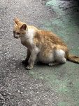 고양이 주인을 찾습니다, 코리아쇼트헤어, 암컷, 1살미만, 경기도 이천시 경기 이천시 중부대로 1199 GS25 이천희한점에서 구조 고양이... 