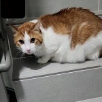 고양이 주인을 찾습니다, 코리아쇼트헤어, 성별모름, 나이모름, 충청남도 당진시 당진송악경남아너스빌 아파트에서 목격 고양이 주인을 찾습니다... 