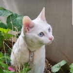 고양이를 찾습니다, 믹스묘, 수컷, 8살, 경기도 안산시 상록구... 믹스묘, 수컷, 경기도 안산시 상록구 매화초등학교뒷편 뒷산(구룡산입구), 실종신고
