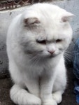 Cu봉천로점 부근에서 목격 고양이 주인을 찾습니다, 터키시앙고라, 성별모름, 서울특별시 관악구 Cu봉천로점 부근, 목격신고