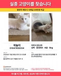 고양이를 찾습니다, 터키시앙고라, 수컷, 7살, 울산광역시 남구 울산 남구 한라하이타운 아파트에서 실종 고양이를 찾습니다, 터키시앙고라, 수컷... 
