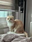 고양이를 찾습니다, 먼치킨, 암컷, 21살, 대전광역시 중구 유천로... 암컷, 대전광역시 중구 유천로 태평소국밥 맞은편 코지하우스 인근, 실종신고