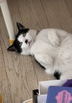 구미동 골안사입구 주택단지에서 실종 고양이를 찾습니다... 코리아쇼트헤어, 수컷, 경기도 성남시 분당구 구미동 골안사입구 주택단지, 실종신고