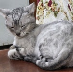 고양이 주인을 찾습니다, 기타묘종, 성별모름, 나이모름, 서울특별시 성동구 집 마당에서 목격 고양이 주인을 찾습니다, 기타묘종, 성별모름... 