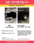 고양이를 찾습니다, 코리아쇼트헤어, 수컷, 12살, 서울특별시 노원구 상계동 대동택시 북쪽 작은 공원에서 실종 고양이를 찾습니다... 