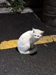 고양이 주인을 찾습니다, 기타묘종, 성별모름, 나이모름, 서울특별시 관악구 대학동 cu 관악동원점 앞에서 목격 고양이 주인을 찾습니다... 