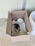 북구 설죽로 404번길 2 광주서광교회에서 구조 고양이 주인을 찾습니다... 성별모름, 광주광역시 북구 설죽로 404번길 2 광주서광교회, 구조신고