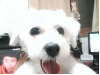강아지를 찾습니다(강아지분실신고), 말티즈, 수컷, 1살, 부산광역시 북구 부산북구 화명1동 그린힐아파트 밑 도로에서 실종 강아지를 찾습니다... 
