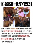 강아지를 찾습니다(강아지분실신고), 미니어쳐핀셔, 암컷, 8살, 경기도 부천시 원미구 원미구청쪽의 조마루삼거리쪽입니다에서 실종 강아지를... 
