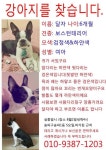 강아지를 찾습니다(강아지분실신고), 보스턴테리어, 암컷, 1살안됨, 서울특별시 송파구 송파구 송파1동 s오일, 버거킹 근처에서 실종 강아지를... 