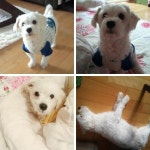 강아지를 찾습니다(강아지분실신고), 말티즈, 수컷, 4살, 인천광역시 남동구 서창2지구부근에서 실종 강아지를 찾습니다, 강아지분실신고... 