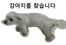 강아지를 찾습니다(강아지분실신고), 말티즈, 수컷, 13살, 부산광역시 강서구 대저2동에서 실종 강아지를 찾습니다, 강아지분실신고, 말티즈... 