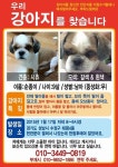 신동아아파트 바로 앞 빌라에서 실종 강아지를 찾습니다, 강아지분실신고, 시츄, 수컷, 경기도 성남시 수정구 신흥1동(태평동) 성남구시청... 