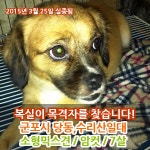 개를 찾습니다, 믹스견, 믹스견발바리빅서인데전체적으로갈색, 암컷, 7살, 경기도 군포시 당동 집앞에서 실종됨에서 실종 개를 찾습니다, 믹스견... 