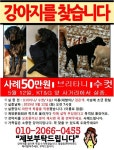 강아지를 찾습니다(강아지분실신고), 브리터니스패니얼, 수컷, 1살, 인천광역시 계양구 kt&g 앞 사거리 에서 계양문화회관 방면으로에서 실종... 