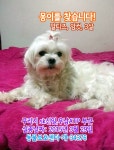 강아지를 찾습니다(강아지분실신고), 말티즈, 암컷, 3살, 경기도 구리시 sk신일아파트, 우남아파트 부근에서 실종 강아지를 찾습니다... 