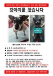 강아지를 찾습니다(강아지분실신고), 슈나우저/미니어처슈나우저, 암컷, 11살, 경기도 의정부시 민락동 산들마을4단지 403동 앞에서 실종... 