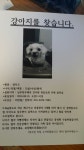 강아지를 찾습니다(강아지분실신고), 말티즈, 수컷, 12살, 경기도 부천시 소사구 남부 우체국 건너편 천문교회 골목길, 부천대 부근에서 봤다는... 