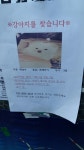 광안4동호암로29번가길근처에서 실종 강아지를 찾습니다... 포메라니언, 암컷, 부산광역시 수영구 광안4동호암로29번가길근처, 실종신고