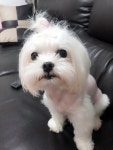 2번 출구 뒷편 주택가에서 실종 강아지를 찾습니다, 강아지분실신고... 말티즈, 암컷, 서울특별시 양천구 신정역 2번 출구 뒷편 주택가, 실종신고