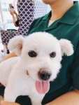 개를 찾습니다, 믹스견, 말티즈 혼혈, 암컷, 8살, 경기도 수원시 팔달구 팔달산 초입~팔달문(남문) 로데오 거리 근처에서 실종 개를 찾습니다... 