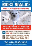 개를 찾습니다, 믹스견, 말티즈 혼혈, 암컷, 8살, 경기도 수원시 팔달구 팔달산 초입~팔달문(남문) 로데오 거리 근처에서 실종 개를 찾습니다... 