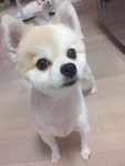 강아지를 찾습니다(강아지분실신고), 포메라니언, 수컷, 5살, 서울특별시 은평구 불광사거리 녹번파출소 인근에서 실종 강아지를 찾습니다... 