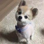 강아지를 찾습니다(강아지분실신고), 포메라니언, 수컷, 5살, 서울특별시 은평구 불광사거리 녹번파출소 인근에서 실종 강아지를 찾습니다... 