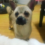 강아지 주인을 찾습니다, 믹스견, 믹스 발발이, 수컷, 1살, 대구광역시 남구 앞산순환도로부근에서 구조 강아지 주인을 찾습니다, 믹스견, 믹스... 