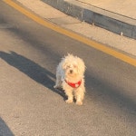 강아지 주인을 찾습니다, 말티즈, 성별모름, 나이는 잘모름, 경기도 의정부시 가능1동제5공영주차장 부근에서 목격 강아지 주인을 찾습니다... 