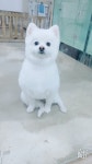 강아지를 찾습니다, 포메라니언, 수컷, 2살, 경기도 용인시 기흥구 동백주민센터 건너편 펫파크 애견샵&호텔에서 실종 강아지를 찾습니다... 