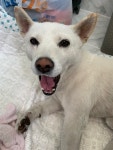 강아지 주인을 찾습니다, 기타견종, 수컷, 나이모름, 충청북도 제천시 청전동 현대아파트 앞 GS25에서 구조 강아지 주인을 찾습니다, 기타견종... 