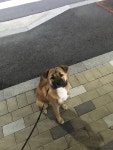 태장1동 성호아파트 부근에서 구조 강아지 주인을 찾습니다, 믹스견... 수컷, 강원도 원주시 강원도 원주시 태장1동 성호아파트 부근, 구조신고