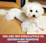 강아지를 찾습니다, 비숑프리제, 수컷, 1살미만, 제주특별자치도 서귀포시 표선면 세화리 제주올레길 4코스, 가야수산, 가마수산 부근에서 실종... 