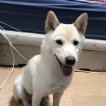 강아지를 찾습니다, 시바, 수컷, 1살미만, 부산광역시 부산진구 서면 지오플레이스, 더 샾 센트럴스타에서 실종 강아지를 찾습니다, 시바, 수컷... 