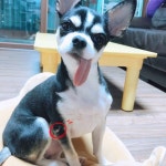 동춘동 봉재산로 새힘교회 근처 주변에서 실종 강아지를 찾습니다... 수컷, 인천광역시 연수구 동춘동 봉재산로 새힘교회 근처 주변, 실종신고