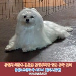 강아지를 찾습니다, 말티즈, 암컷, 8살, 경상남도 창원시 의창구 용호동... 경상남도 창원시 의창구 용호동 공영주차장 인근 상가 근처, 실종신고