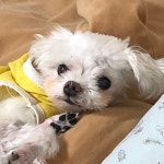 강아지를 찾습니다, 말티즈, 수컷, 14살, 부산광역시 사하구 장림동... 수컷, 부산광역시 사하구 장림동 로얄베스토피아 아파트 부근, 실종신고