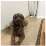 강아지를 찾습니다, 푸들/미니어처푸들, 암컷, 5살, 충청남도 아산시 송악면 외암민속길9번길 13-2 외암마을 부근에서 실종 강아지를 찾습니다... 