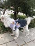 강아지 주인을 찾습니다, 말티즈, 성별모름, 나이는 잘모름, 서울특별시 강남구 까사미아 앞 횡단보도쪽 나무에 묶여있습니다에서 목격 강아지... 