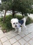 강아지 주인을 찾습니다, 말티즈, 성별모름, 나이는 잘모름, 서울특별시 강남구 까사미아 앞 횡단보도쪽 나무에 묶여있습니다에서 목격 강아지... 