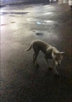 모닝글로리 앞에서 목격 강아지 주인을 찾습니다, 진돗개, 성별모름, 경상남도 진주시 평거동 십호광장 방면 GS마트 뒤편 모닝글로리 앞, 목격신고