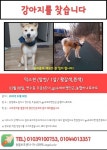 강아지를 찾습니다, 믹스견, 시바견 진돗개 믹스, 암컷, 1살, 충청북도 충주시 연수동 주공6단지, gs슈퍼마켓인근에서 실종 강아지를 찾습니다... 
