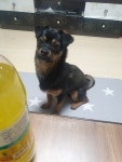 강아지를 찾습니다(강아지분실신고), 믹스견, 수컷, 1살, 서울특별시 은평구 장소 : 응암역 덕산중 뒷편 봉산공원 약수터 인근에서 실종 강아지를... 