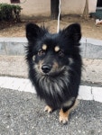 강아지 주인을 찾습니다, 믹스견, 성별모름, 나이모름, 경기도 파주시 유승앙브와즈 아파트 1단지 관리사무소(주인찾음)에서 목격 강아지 주인을... 
