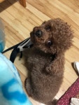 강아지를 찾습니다, 푸들/토이푸들, 수컷, 5살, 경기도 고양시 덕양구 두포동과 고골입구정거장 사이에 있는 가장동에서 실종 강아지를 찾습니다... 