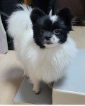원적산 산곡동~가정동부근에서 실종 강아지를 찾습니다, 포메라니언, 암컷, 인천광역시 부평구 원적산 산곡동~가정동부근, 실종신고