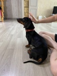 강아지 주인을 찾습니다, 닥스훈트, 수컷, 나이모름, 경상남도 김해시 외동 경운공원에서 구조 강아지 주인을 찾습니다, 닥스훈트, 수컷, 경상남도... 