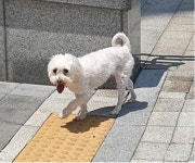 강아지 주인을 찾습니다, 말티즈, 수컷, 나이는 잘모름, 경기도 화성시 동탄2 신안인스빌2차 정문에서 목격 강아지 주인을 찾습니다, 말티즈... 